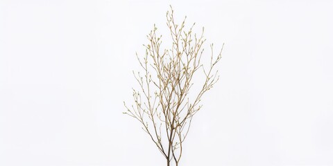 Obraz premium Twigs of the melaleuca tree arranged in a natural cluster, set against a plain white background, botanical study