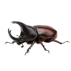 highly detailed digital depiction of a rhinoceros beetle isolated on a transparent background with