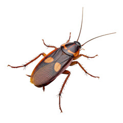 Close-up of a detailed cockroach specimen isolated on transparent background for scientific