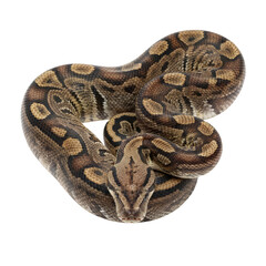 Obraz premium Realistic ball python coiled with intricate pattern and detailed features isolated on a