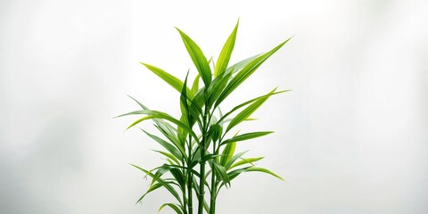 Green leaves of lucky bamboo arranged in a healthy state, ideal for use in interior design backgrounds