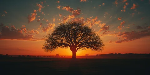 Tableau sur plexiglas  Tree silhouette contrasting with a fiery sunset sky and clouds, illustrating seasonal change  © AkuAku