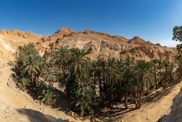 Chebika Oasis in Tunisia
