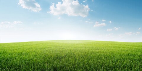 Fototapeta premium White backdrop behind a lush grass field, serving as a natural-themed background for visual content or layout design