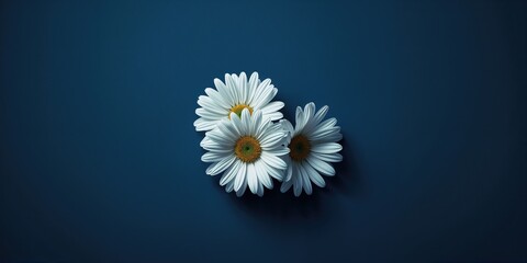 White daisies arranged on a dark blue surface for layout or design purposes © TheWaterMeloonProjec