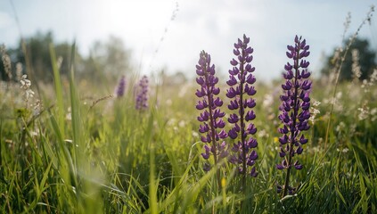 Violet flowers and lupines forming a colorful backdrop, ideal for botanical illustrations