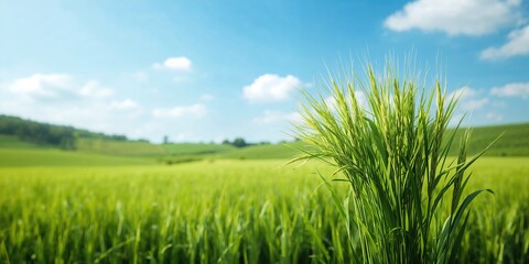 Fototapeta premium Young rice plant sprouting in flooded paddies, highlighting crop growth stages, World Agriculture Day