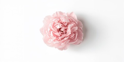 Fototapeta premium Peony flower on white background, suitable for text overlay and layout design