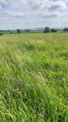 Fototapeta premium Lush Green Countryside Landscape with Colorful Wildflowers in Summer