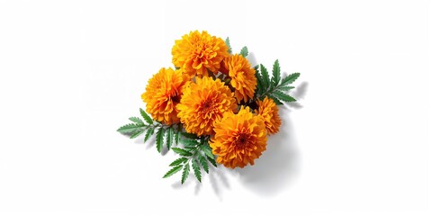 Obraz premium Marigold blossoms and foliage arranged on a white surface, used as background for floral layouts or botanical studies