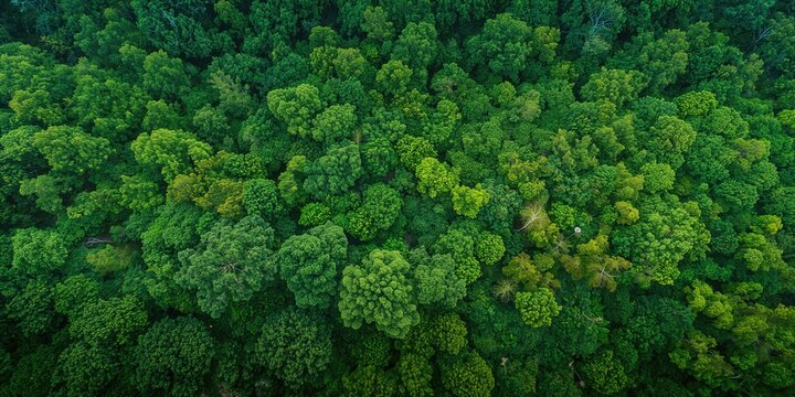 Aerial view of a dense green forest, seasonal foliage change
