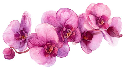 Obraz premium Pink or purple orchids isolated on a transparent background.