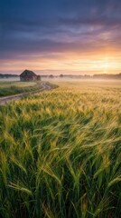 Serene Sunrise Over Wheat Field with Rustic Barn in the Background