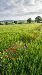 Vibrant Wildflowers Amidst Lush Green Wheat Field Landscape