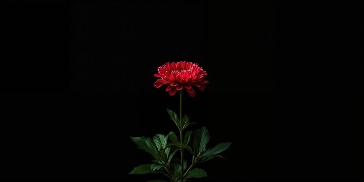 A top-down shot of a flower on a dark backdrop, ideal for botanical illustration or decorative layout