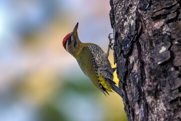 Scaly-bellied woodpecker hanging vertically on a tree trunk