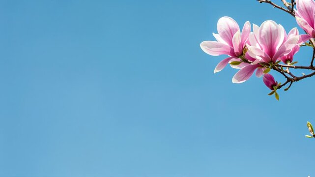 Vibrant pink magnolia flowers with white accents bloom on a tree branch against a brilliant clear blue sky, creating a serene springtime scene.
