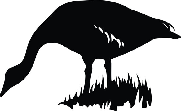 Graceful goose silhouette pecking for food in lush green grass on a quiet morning meadow