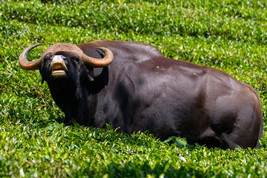 Male Indian Bison/Gaur standing in a tea field trying to scare off people