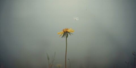 Single wilting dandelion head against a gray blurred background, highlighting plant deterioration