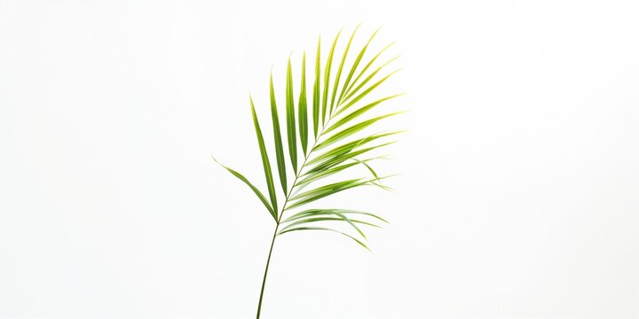 White backdrop featuring a single palm tree piece, ideal for visual layering and branding