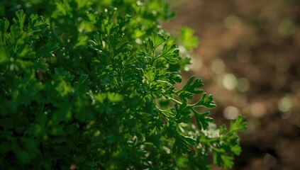 Fototapeta premium Close-up of parsley leaves providing a vibrant green backdrop for food photography or menu design