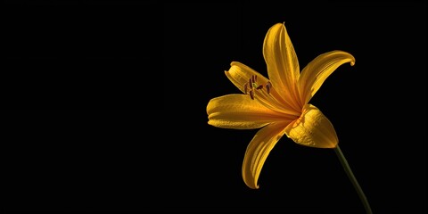 Vivid yellow alstroemeria bloom with contrasting dark backdrop, ideal for floral layout backgrounds