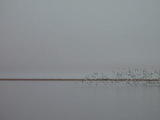 Large flocks of snow geese gather on the wetland waters, and in the skies over the Bombay Hook National Wildlife Refuge, during the winter season, Kent County, Delaware.   © Scenic Corner