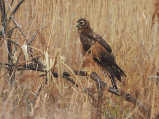 Obraz premium A northern harrier, marsh hawk, camouflaged within the wetland vegetation. Hunting the marsh for prey to eat. Bombay Hook National Wildlife Refuge, Kent County, Delaware.