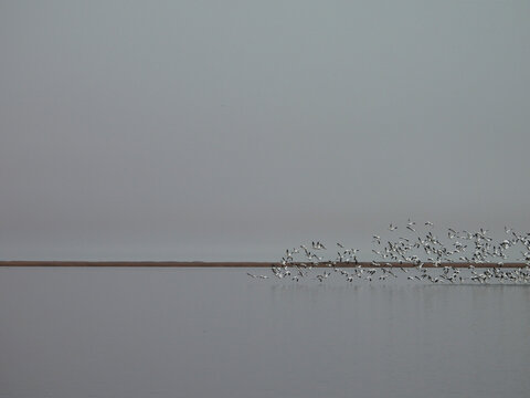 Large flocks of snow geese gather on the wetland waters, and in the skies over the Bombay Hook National Wildlife Refuge, during the winter season, Kent County, Delaware.  