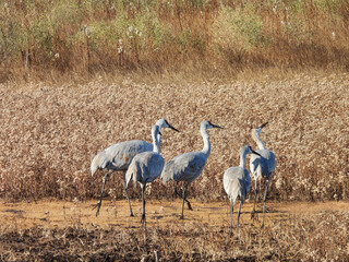 Obraz premium Sandhill cranes, enjoying a peaceful winter day, within the wetlands of the Bombay Hook National Wildlife Refuge, Kent County, Delware. 