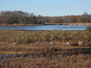 Obraz premium Sandhill cranes, enjoying a peaceful winter day, within the wetlands of the Bombay Hook National Wildlife Refuge, Kent County, Delware. 
