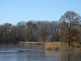 The tranquil beauty of the wetland scenery, during the early winter season. Bombay Hook National Wildlife Refuge, Kent County, Delaware.