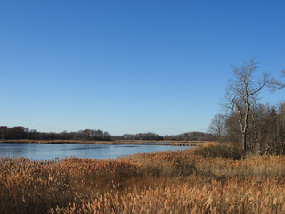 Obraz premium The tranquil beauty of the wetland scenery, during the early winter season. Bombay Hook National Wildlife Refuge, Kent County, Delaware.