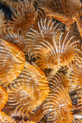 Split crowned tubework in closeup