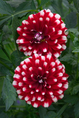 Red decorative Dahlias White tips