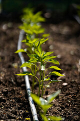 Young pepper plants newly planted in soil with drip irrigation system, sustainable agriculture and organic farming concept © vladimirfloyd