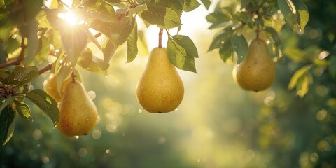 Ripening Japanese pears on orchard branches highlighting fruit maturity and agricultural setting
