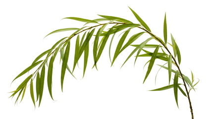 Obraz premium Palm frond isolated on transparent background