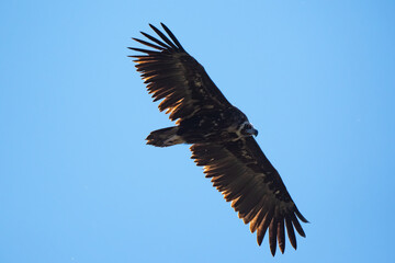 Fototapeta premium Vautour moine