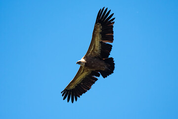 Obraz premium Vautour fauve