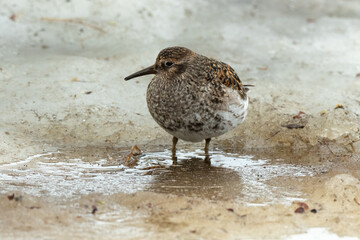 Obraz premium Pluvier doré
