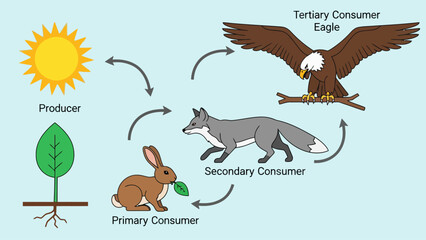 Food web illustrating trophic levels in an ecosystem