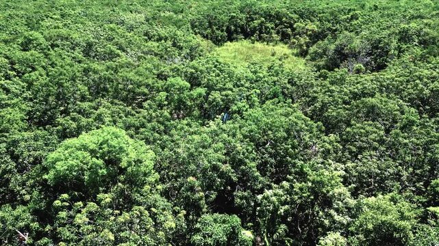 Lush Green Forest Canopy in Valladolid