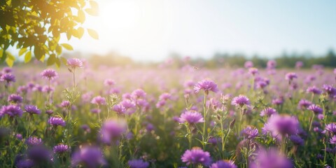 Obraz premium Agricultural field with flowering phacelia plants, emphasizing plant growth and pollinator attraction