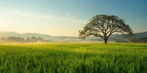 Obraz premium Rice field and tree landscape with lush greenery, agricultural practices and seasonal growth cycles