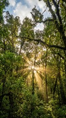 Obraz premium Sunlight Filtering Through Lush Forest Canopy in Serene Nature Scene