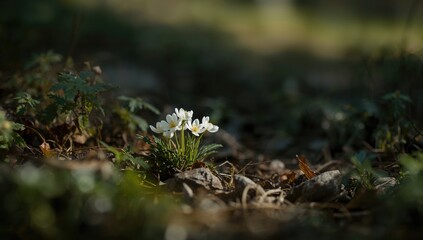 Wood anemone blooming among undergrowth, early spring wildflower, seasonal change