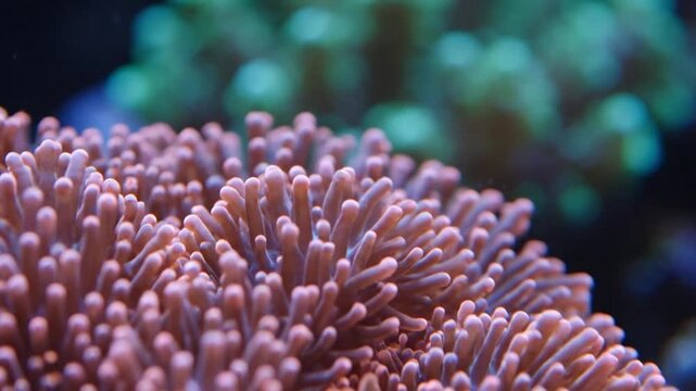 Vibrant pink coral polyps thriving in a beautiful underwater reef scene