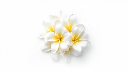Naklejka premium Grouped white and yellow Plumeria blossoms used as a botanical display or background element